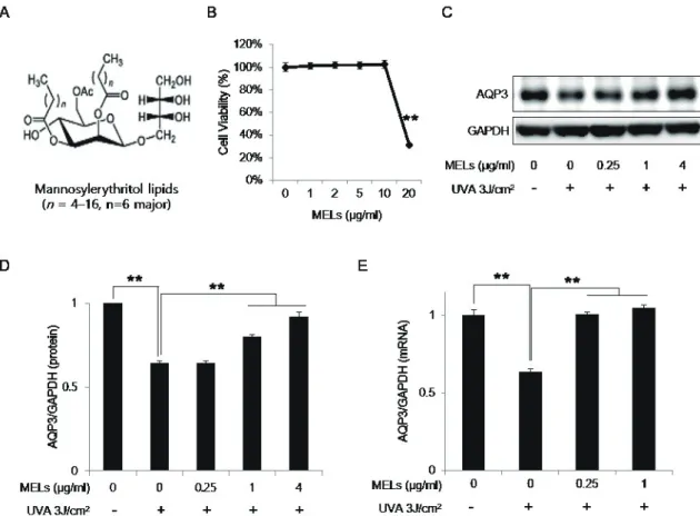Fig. 2. MELs ameliorate the UVA-induced downregulation of AQP3 expression in HaCaT keratinocytes