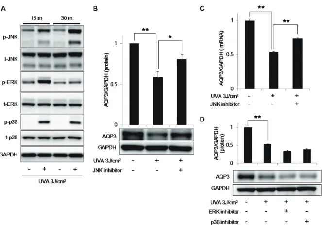 Fig. 3. Involvement of JNK phosphorylation in the UVA-induced downregulation of AQP3.  (A) Cells were irradiated with UVA 3 J/cm 2  and har- har-vested at the indicated time points