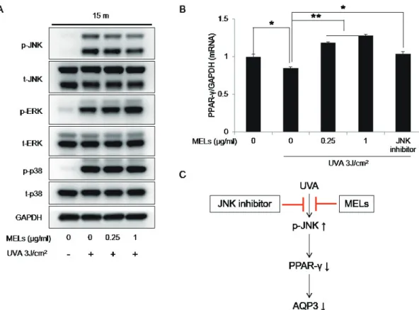 Fig. 4. The effects of MELs on JNK phosphorylation and PPAR-γ expression in UVA-irradiated HaCaT keratinocytes