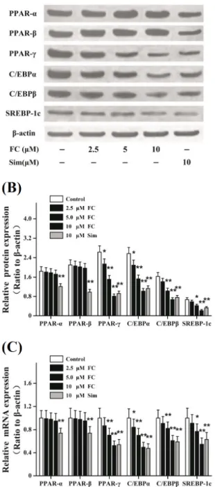 Table 1. Sequences of primers used for the real-time polymerase  chain reaction analysis