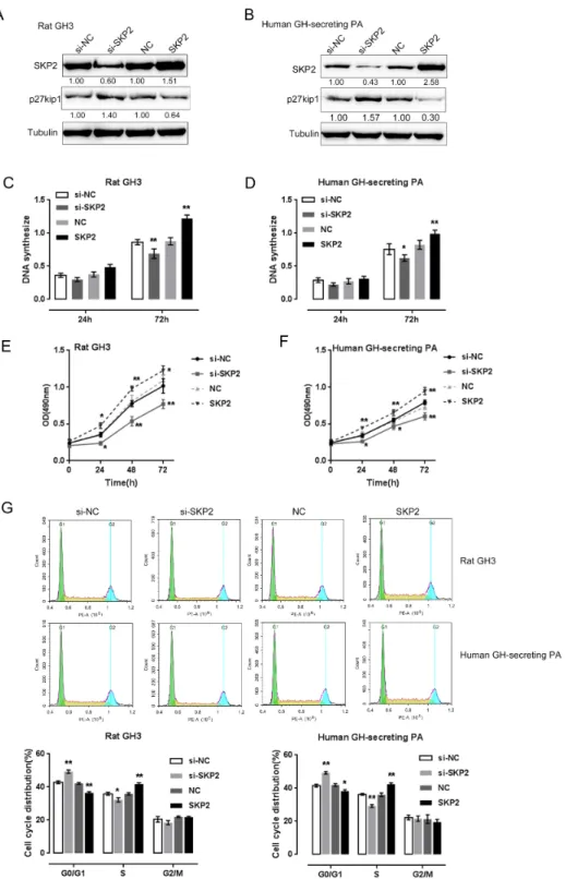Fig. 1. The expression and combined  function of SKP2 and p27 Kip1  in  pi-tuitary tumor cell lines