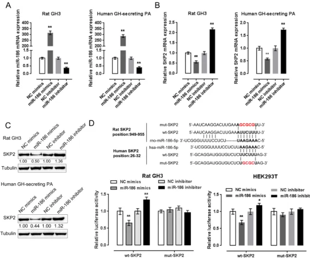 Fig. 2. SKP2 is a direct target of miR-186, which negatively regulates SKP2 expression