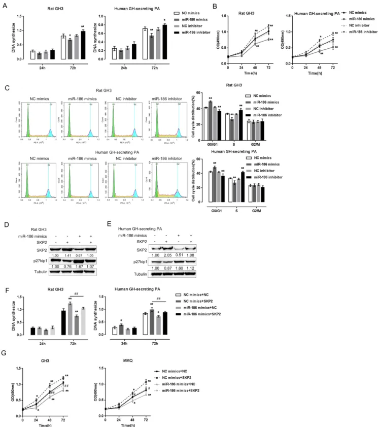 Fig. 3. The miR-186 modulates pituitary tumor cell proliferation and the cell cycle through SKP2