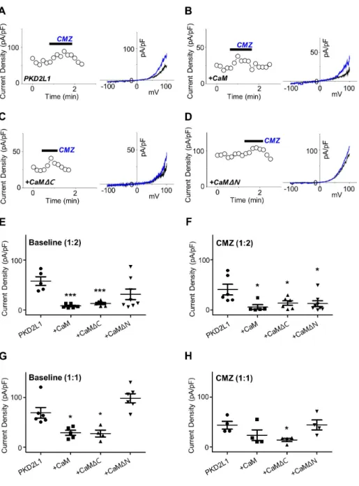 Fig. 2. The effect of co-expression with  calmodulin (CaM) and its deletion  mutants on polycystic kidney disease  2-like-1 (PKD2L1) current
