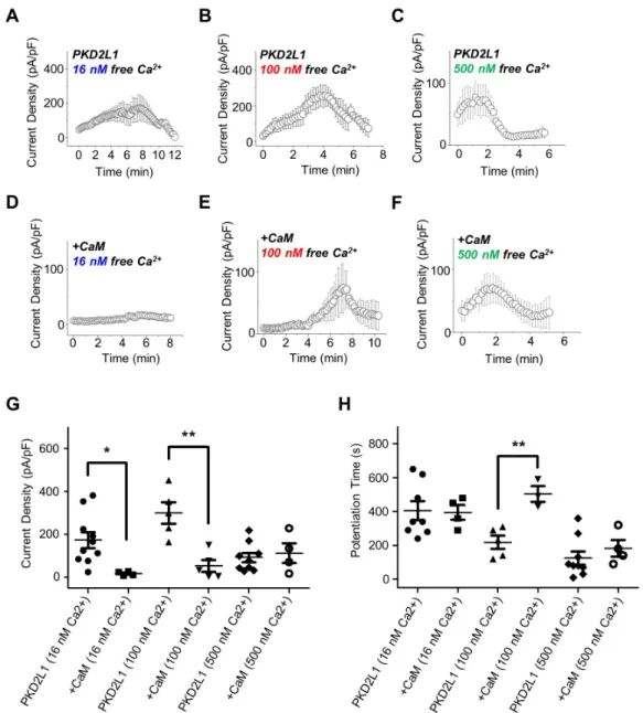 Fig. 3. The potentiation and inactivation of the channel with over-expression of calmodulin (CaM) under different intracellular free calcium  concentrations