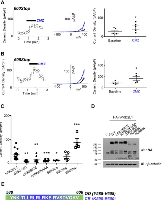 Fig. 4. The loss of function in the pu- pu-tative calmodulin (CaM)-binding  do-main mutants