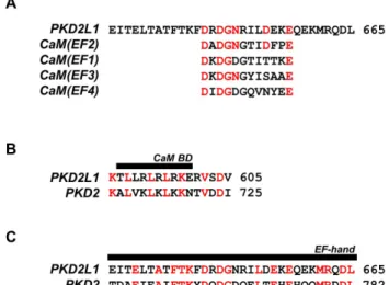 Fig. 7. Protein sequence alignment of polycystic kidney disease  2-like-1 (PKD2L1) with PKD2 and EF-hand domains of calmodulin  (CaM)