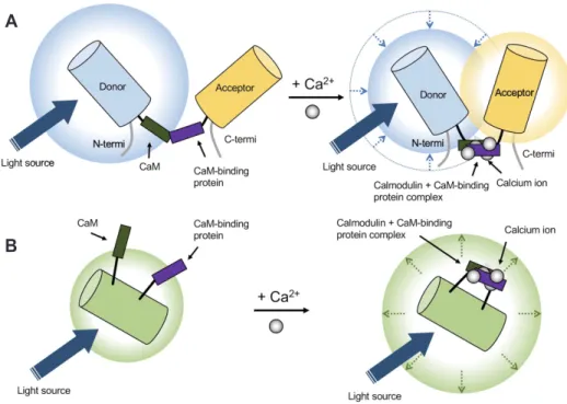 Fig. 2. Genetically encoded calcium indicators (GECI). (A) Fluorescence resonance energy transfer (FRET)-based GECI