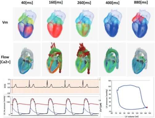 Fig. 1. Multiscale, multiphysics heart  simulation. The heart model at the top  shows the propagation of excitation  sig-nals and the model in the middle shows  the blood flow in the heart chamber