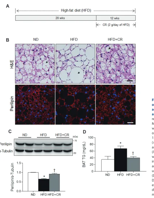 Fig. 1. Effects of caloric restriction (CR)  on high-fat diet (HFD)-induced white  adipocyte-like phenotype in brown  adipose tissue (BAT)