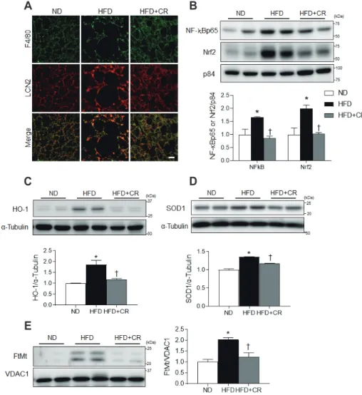 Fig. 3. Effects of caloric restriction (CR)  on inflammation and oxidative stress  in the brown adipose tissue (BAT)  of high-fat diet (HFD)-fed mice