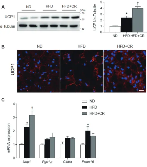 Fig. 5. Effects of caloric restriction (CR)  on uncoupling protein 1 (UCP1)  ex-pression in the brown adipose tissue  (BAT) of high-fat diet (HFD)-fed mice