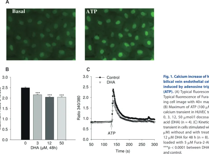 Fig. 1. Calcium increase of human um- um-bilical vein endothelial cell (HUVEC)  induced by adenosine triphosphate  (ATP)
