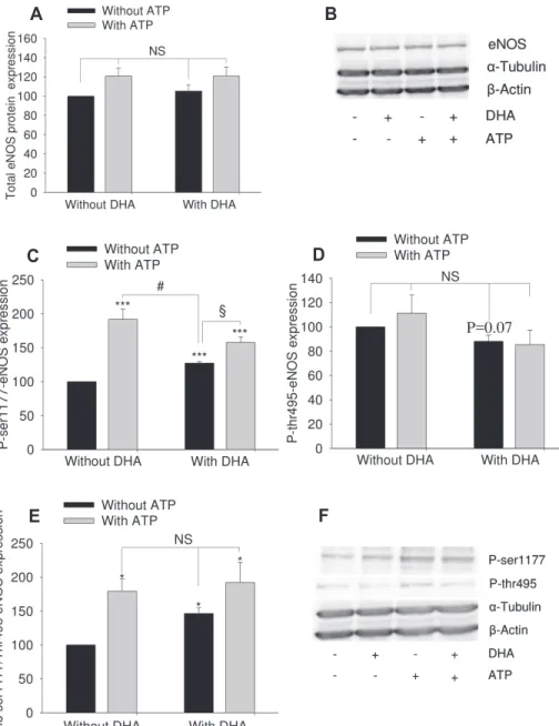 Fig. 2. Effect of docosahexaenoic acid  (DHA) on adenosine triphosphate  (ATP)-induced endothelial nitric oxide  synthase (eNOS) phosphorylation in  human umbilical vein endothelial cell  (HUVEC)