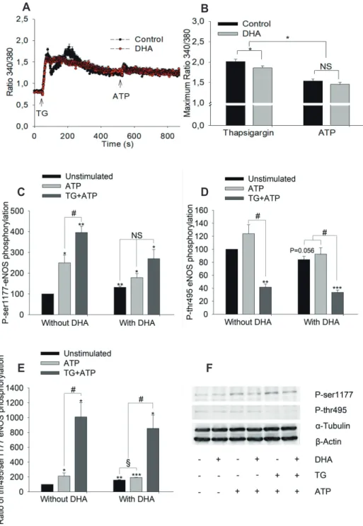 Fig. 5. Effects of calcium store-deple- store-deple-tion by thapsigargin on adenosine  triphosphate (ATP)-induced maximum  calcium increase and endothelial nitric  oxide synthase (eNOS)  phosphoryla-tion