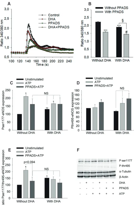 Fig. 6. Effects of PPADS on adenosine  triphosphate (ATP)-induced maximum  calcium signal and endothelial nitric  oxide synthase (eNOS)  phosphoryla-tion