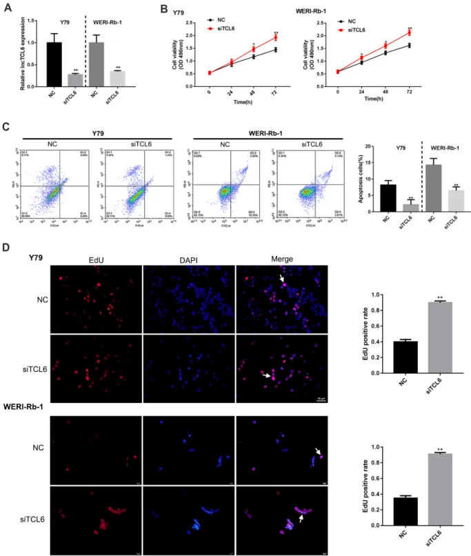 Fig. 2. Effect of long non-coding RNA T-cell leukemia/lymphoma 6 (lncRNA TCL6) knockdown on retinoblastoma (Rb) cell proliferation and  apoptosis