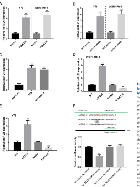 Fig. 3. miR-21 is a direct target of  long non-coding RNA T-cell leukemia/