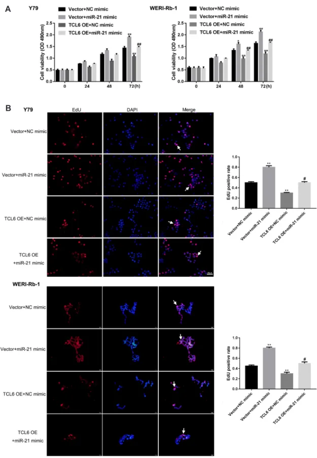 Fig. 4. The dynamic effect of long non-coding RNA T-cell leukemia/lymphoma 6 (lncRNA TCL6) and miR-21 on retinoblastoma (Rb) cell prolif- prolif-eration and apoptosis