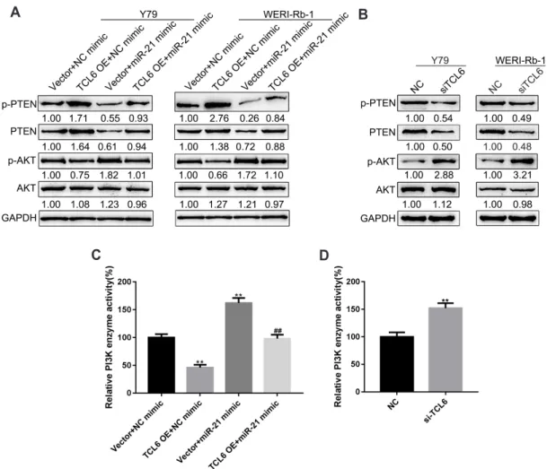 Fig. 5. PTEN/PI3K/AKT signaling pathway is involved in long non-coding RNA T-cell leukemia/lymphoma 6 (lncRNA TCL6)/miR-21 axis modu- modu-lating retinoblastoma (Rb) cell proliferation