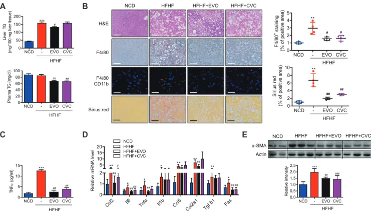 Fig. 2. Liver histology and gene expression analysis for fibrosis and inflammatory genes