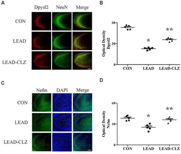 Fig. 3. Immunohistochemical analysis of Dpysl2 expression in the brains of lead-exposed rats
