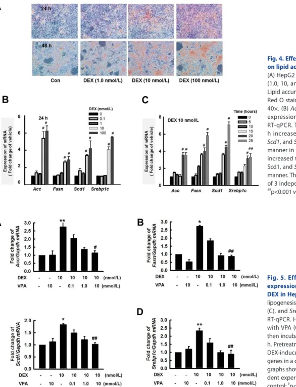 Fig. 4. Effect of dexamethasone (DEX)  on lipid accumulation in HepG2 cells. 