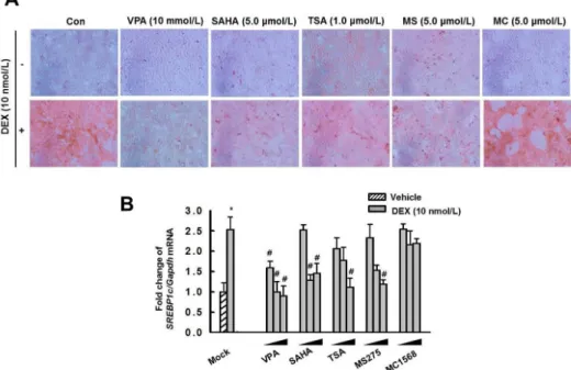Fig. 6. Effect of HDAC inhibitors on lipid accumulation and expression of Srepb1c by DEX in HepG2 cells