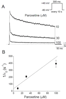 Fig. 4. Paroxetine accelerates the decay of Kv3.1 current. (A) Kv3.1  currents were elicited by +40 mV pulses from a holding potential of  –80 mV every 10 s