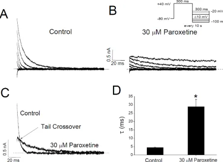 Fig. 5. Paroxetine prolongs the deactivation time course of Kv3.1 channels. (A) Kv3.1 tail currents were induced by repolarizing pulses between  –100 and –20 mV after a 300-ms depolarizing pulse of +40 mV