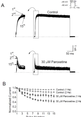 Fig. 6. Paroxetine induces use-dependent inhibition of Kv3.1 chan- chan-nels. (A) Kv3.1 currents were repetitively activated by +40 mV pulses  for 300 ms, 15 times at 1 Hz in the absence and presence of 30 µM  paroxetine
