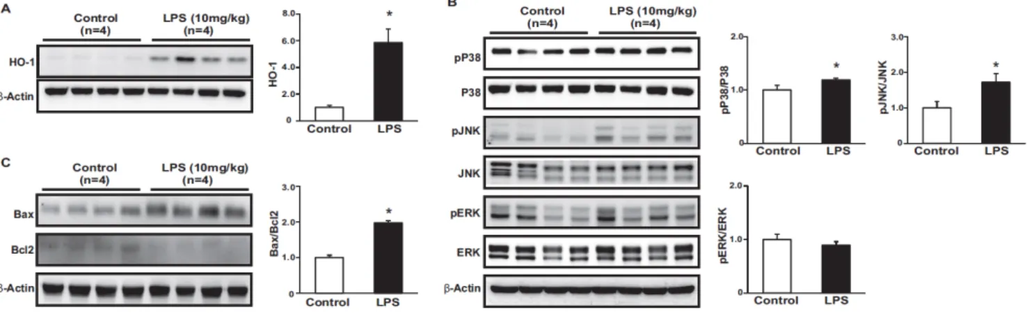 Fig. 3. Effects of LPS on the oxidative stress, inflammation and apoptosis. The protein expression of HO-1 were higher in LPS-treated mice com- com-pared to control (A)