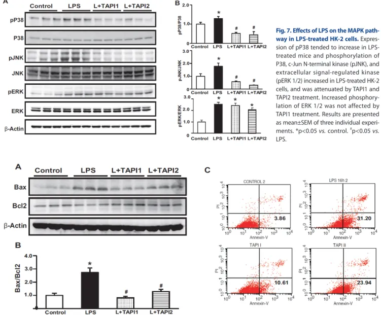Fig. 7. Effects of LPS on the MAPK path- path-way in LPS-treated HK-2 cells.  Expres-sion of pP38 tended to increase in  LPS-treated mice and phosphorylation of  P38, c-Jun N-terminal kinase (pJNK), and  extracellular signal-regulated kinase  (pERK 1/2) in