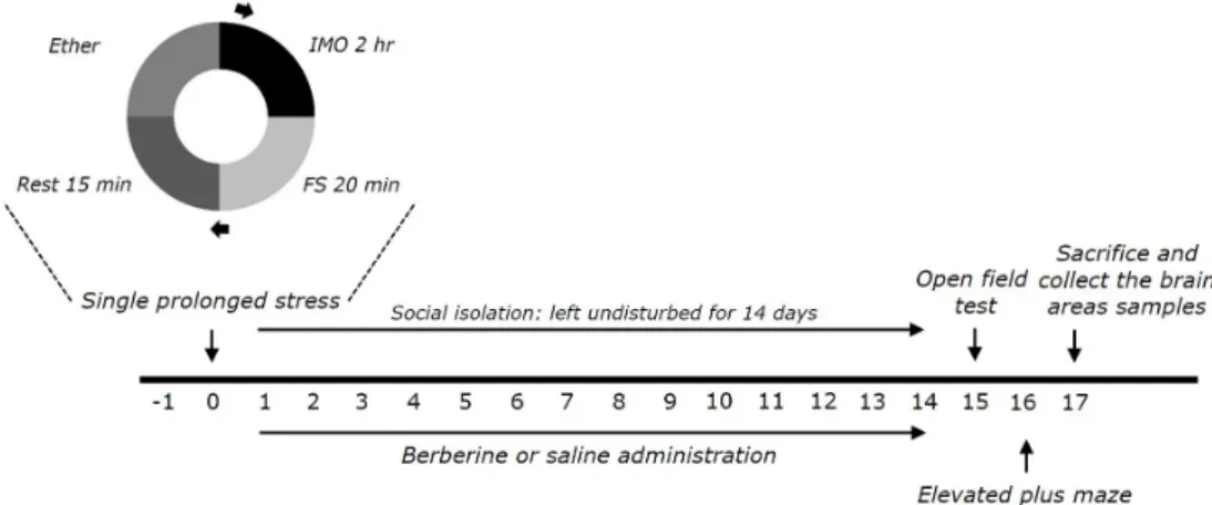 Fig. 1. Experimental schedule for developing single prolonged stress (SPS)-induced anxiety-like behaviors, and berberine (BER) treatment in  rats
