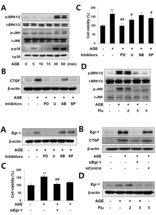 Fig. 2. AGEs induce CTGF expression  in VSMCs via ERK/JNK pathways. Cells  were treated with 10 µg/ml AGEs for 0,  5, 10, 15, 30, 60 min, protein level were  determined by western blotting (A)