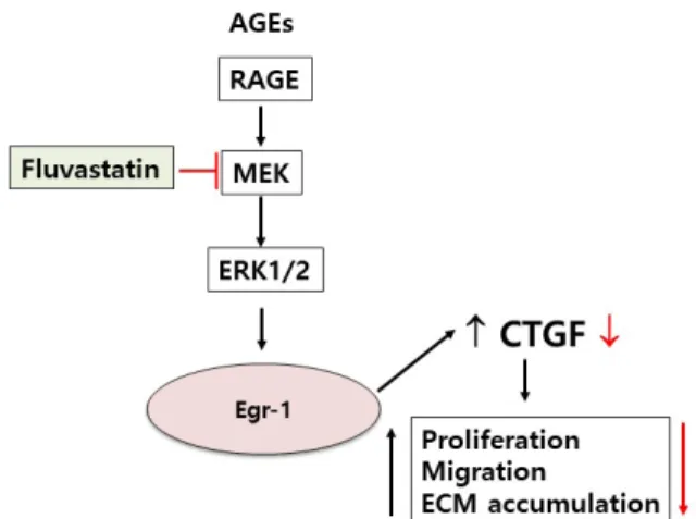 Fig. 6. Schematics of the fluvastatin inhibits AGE-induced gene ex- ex-pression in VSMCs