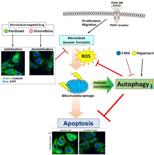 Fig. 7. Proposed scheme for the anti- anti-apoptotic effect of autophagy via ROS  regulation in microtubule-regulated  and PDGF-BB-stimulated VSMCs