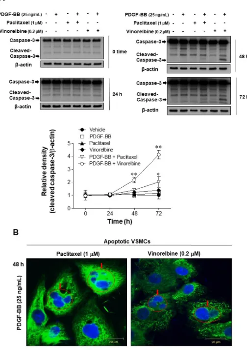 Fig. 2. Effects of microtubule regula- regula-tion on caspase-3 in  PDGF-BB-stim-ulated VSMCs