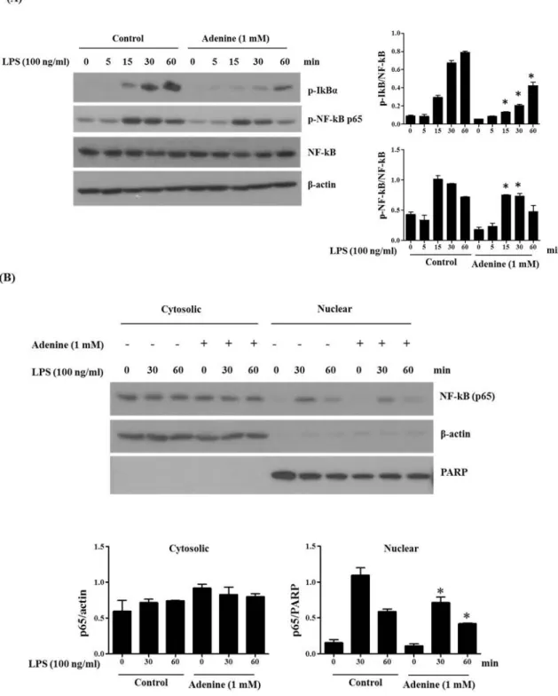 Fig. 3. Adenine suppresses LPS-induced phosphorylation and nuclear translocation of NF-κB p65