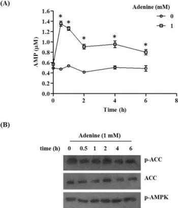 Fig. 6. Effects of adenine on cellular AMP level and AMPK phos- phos-phorylation. (A) RAW264.7 cells treated with indicated doses of  ade-nine for different time period in complete medium were harvested and  AMP-Glo assay was performed to measure the cellu