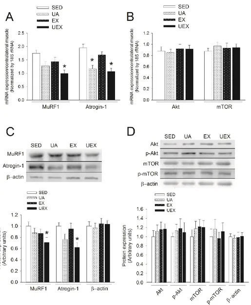 Fig. 4. Reduction in atrophic gene expression through concurrent low-intensity treadmill exercise and UA treatment