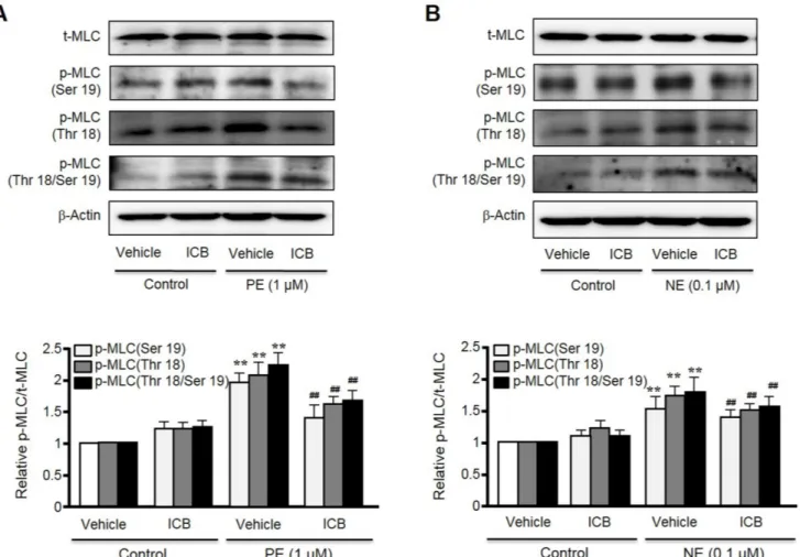 Fig. 4. Inhibitory effect of α-isocubebene (ICB) on MLC phosphorylation in phenylephrine (PE) (A)- or norepinephrine (NE) (B)-treated VSMC