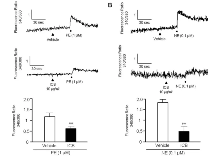 Fig. 5. Effects of α-isocubebene (ICB) on cytosolic Ca 2+  levels in vascular smooth muscle cells