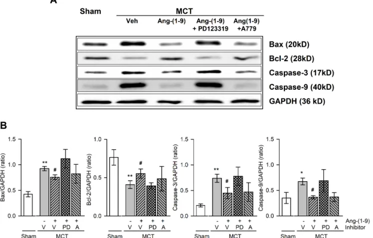 Fig. 5. Effects of Ang-(1-9) on apoptotic-related protein expressions in lung tissues of MCT rats