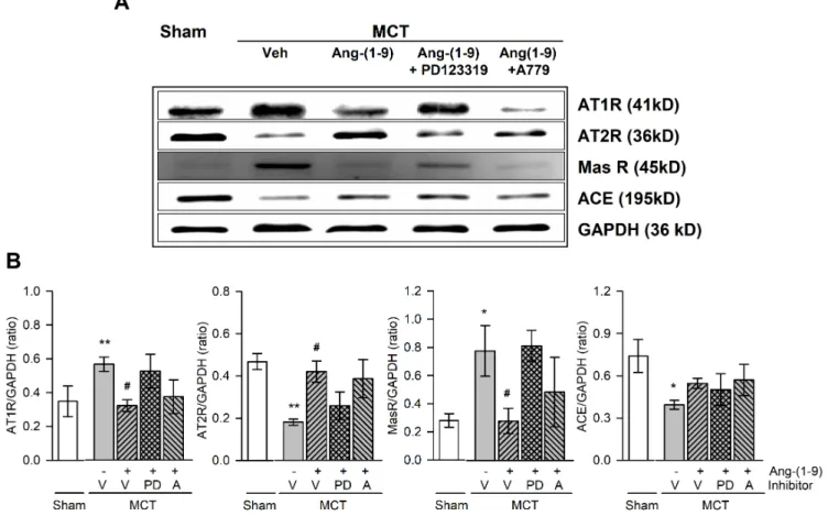 Fig. 6. Effects of Ang-(1-9) on angiotensin-related protein expressions in lung tissues of MCT rats