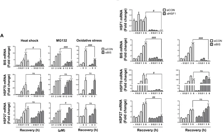 Fig. 2. BIS knockdown did not affect HSP70 and HSP27 induction by various stress conditions
