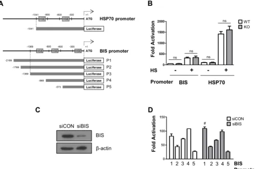 Fig. 3. The promoter activities of BIS and HSP70 were not affected by BIS depletion. (A) Schematic diagram for the relative position of heat shock  element (HSE) to ATG in the promoter region of the HSP70 and BIS genes