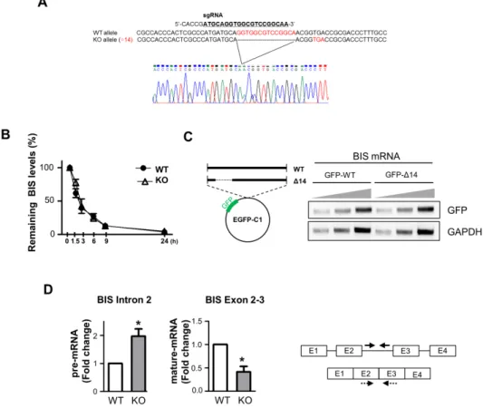 Fig. 4. Autoregulation of BIS was not mediated by the alteration of mRNA stability. (A) The sequencing results of genotyping in BIS-KO A549  cells show the deletion in exon 1 of the BIS gene and consequent generation of a premature stop codon