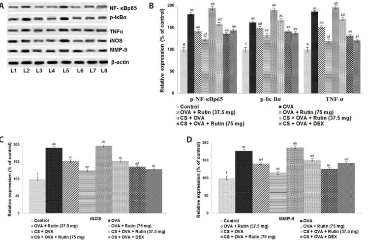 Fig. 10. Rutin modulates NF-kB/iNOS- mediated signaling and reduce MMP-9 expression. (A) L1, Control; L2, OVA; L3, OVA+Rutin (37.5 mg); 