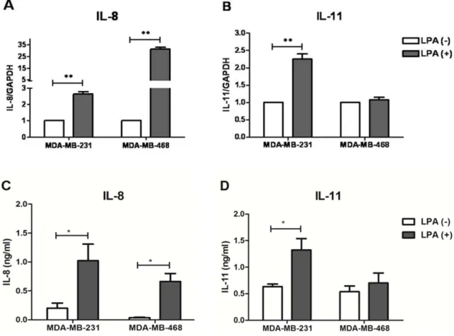 Fig. 2. Stimulation of IL-8 and IL-11 expression by LPA in MDA-MB-231 and MDA-MB-468 cells